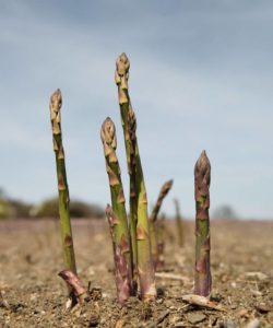 asparges_0516_3048